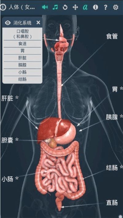 Human body人体系统女性3D下载  v1.0